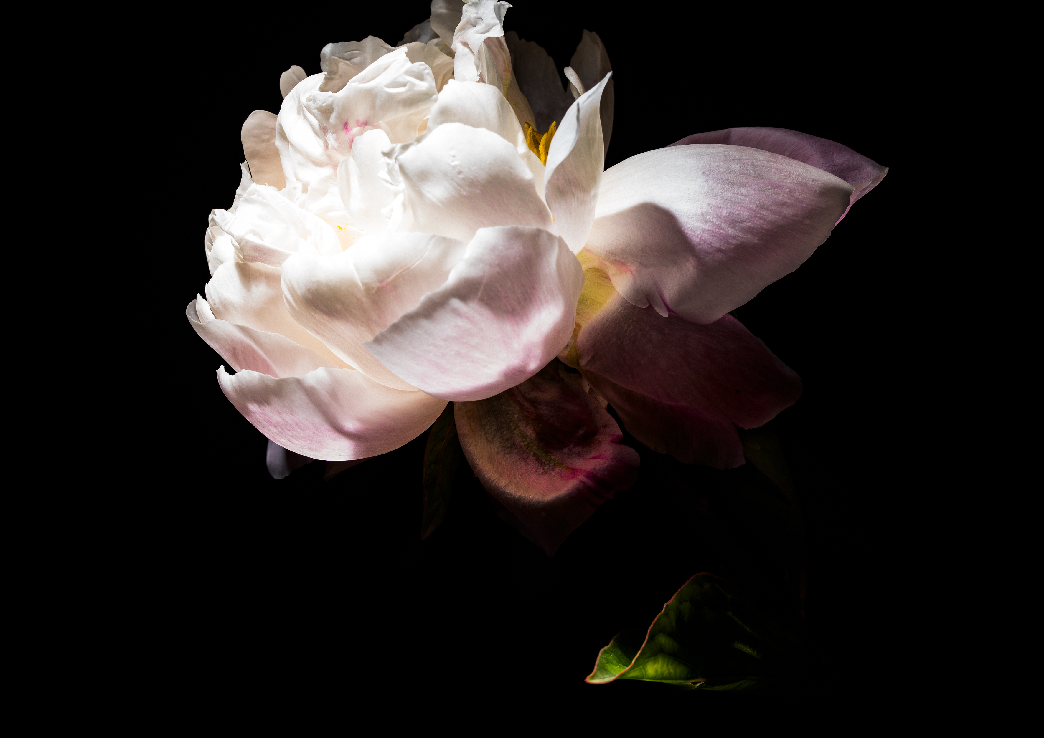 Blume 1