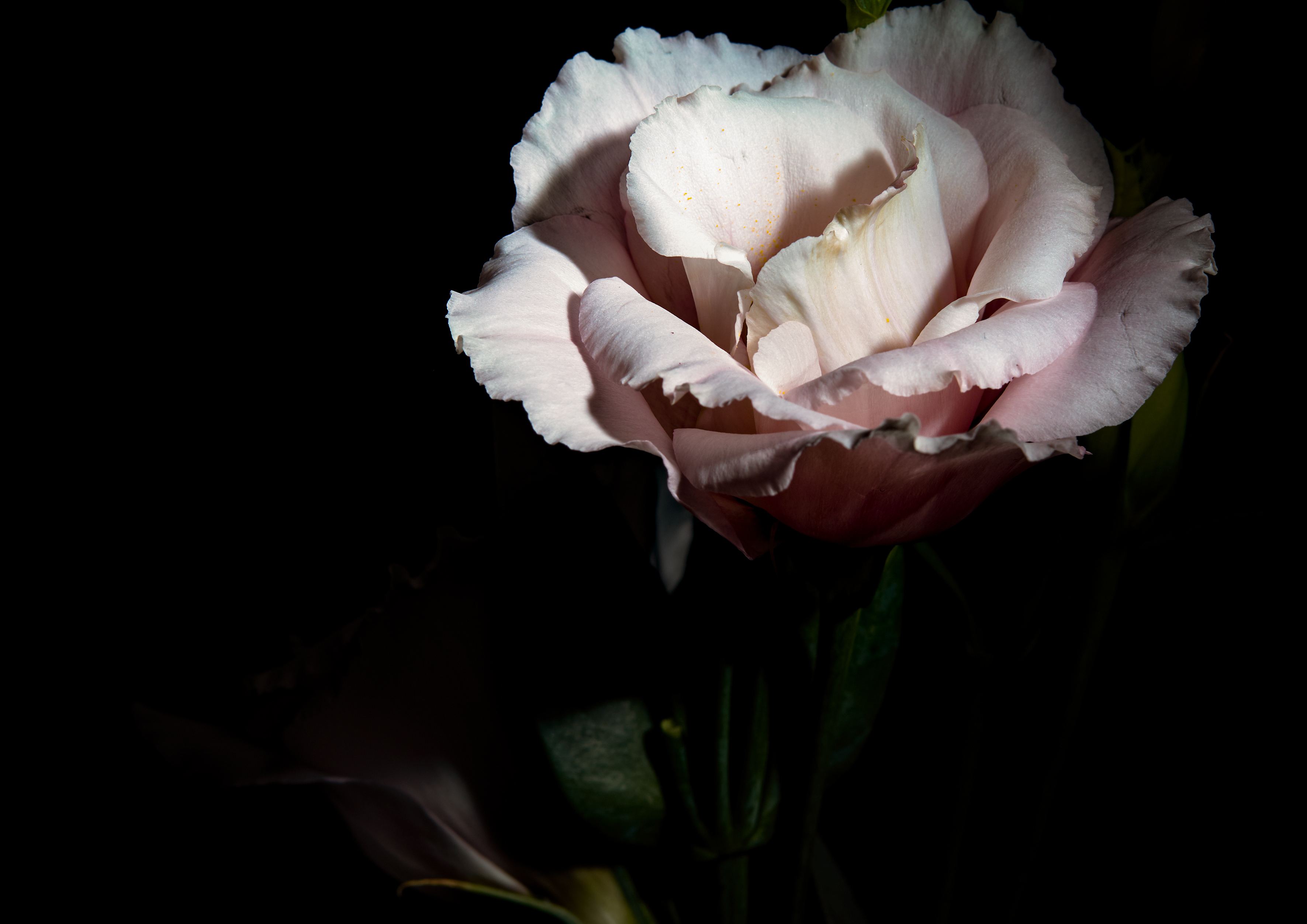 Blume 2