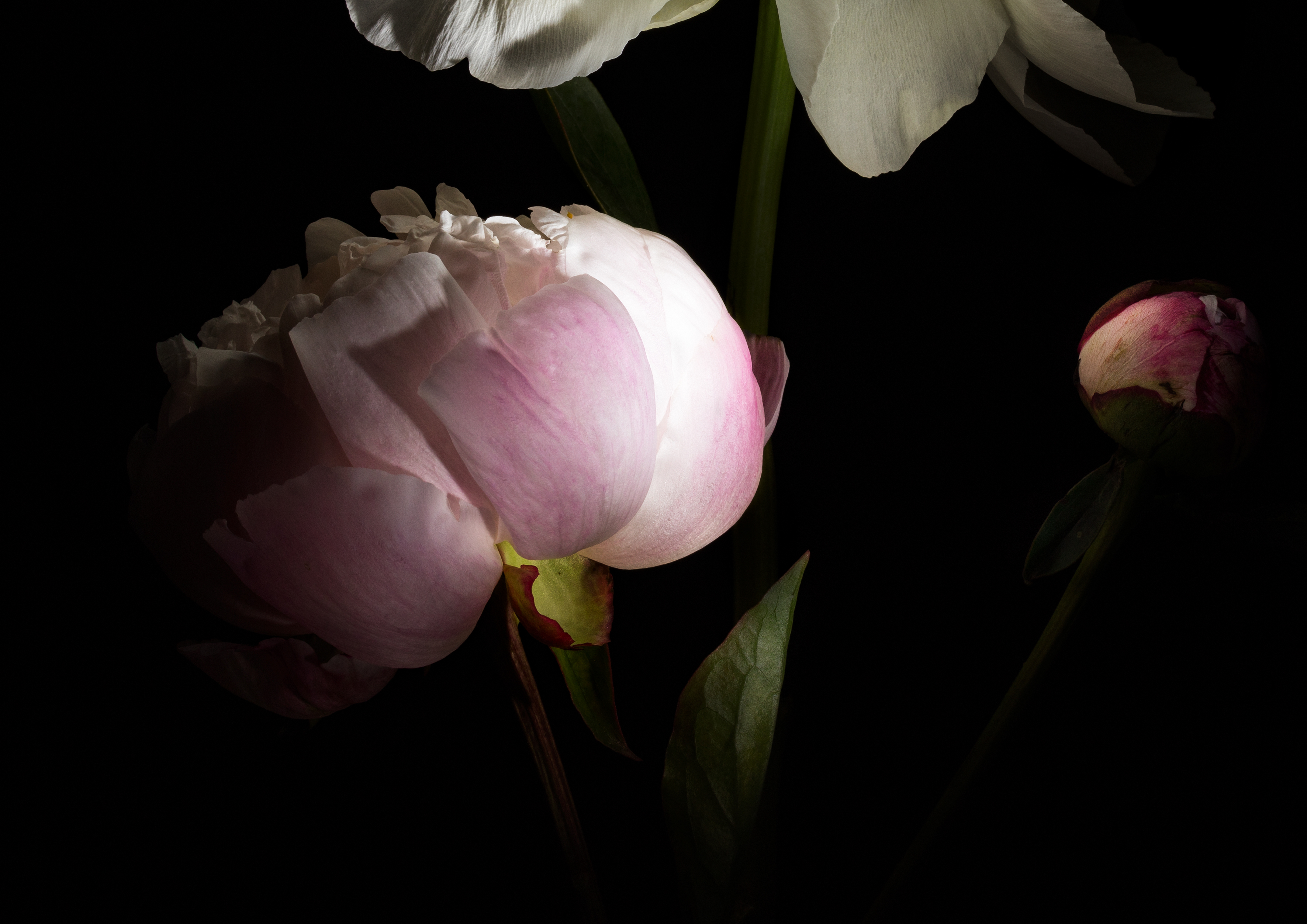 Blume 3