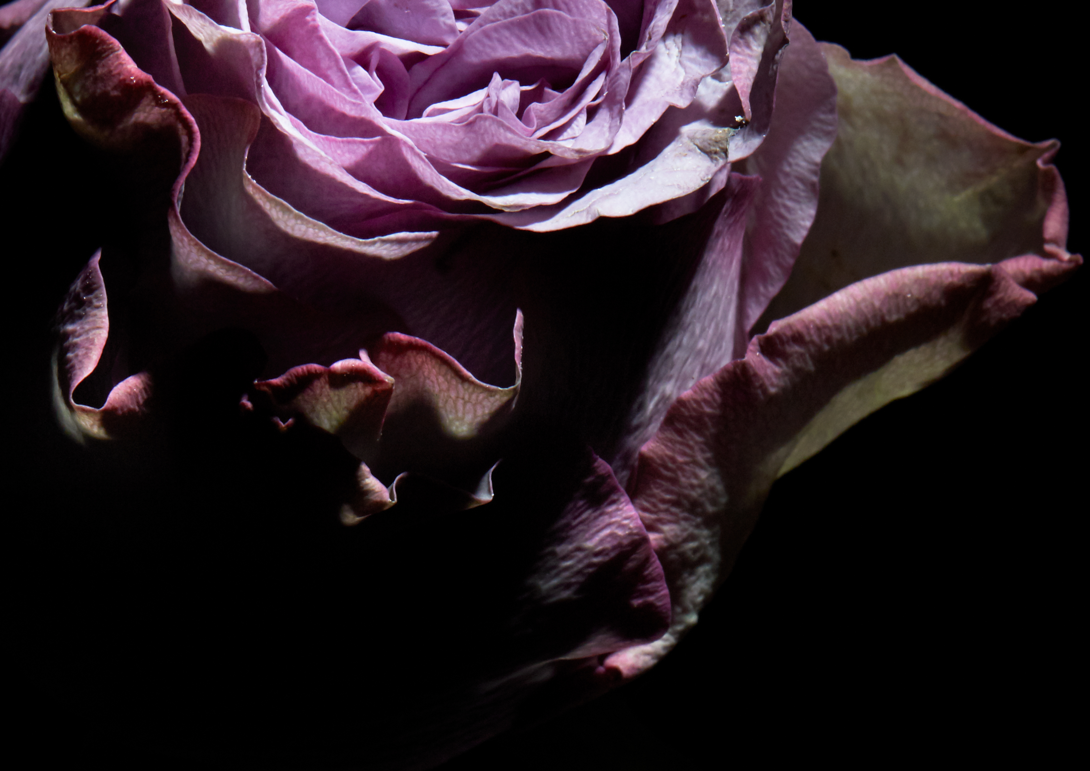 Blume 4