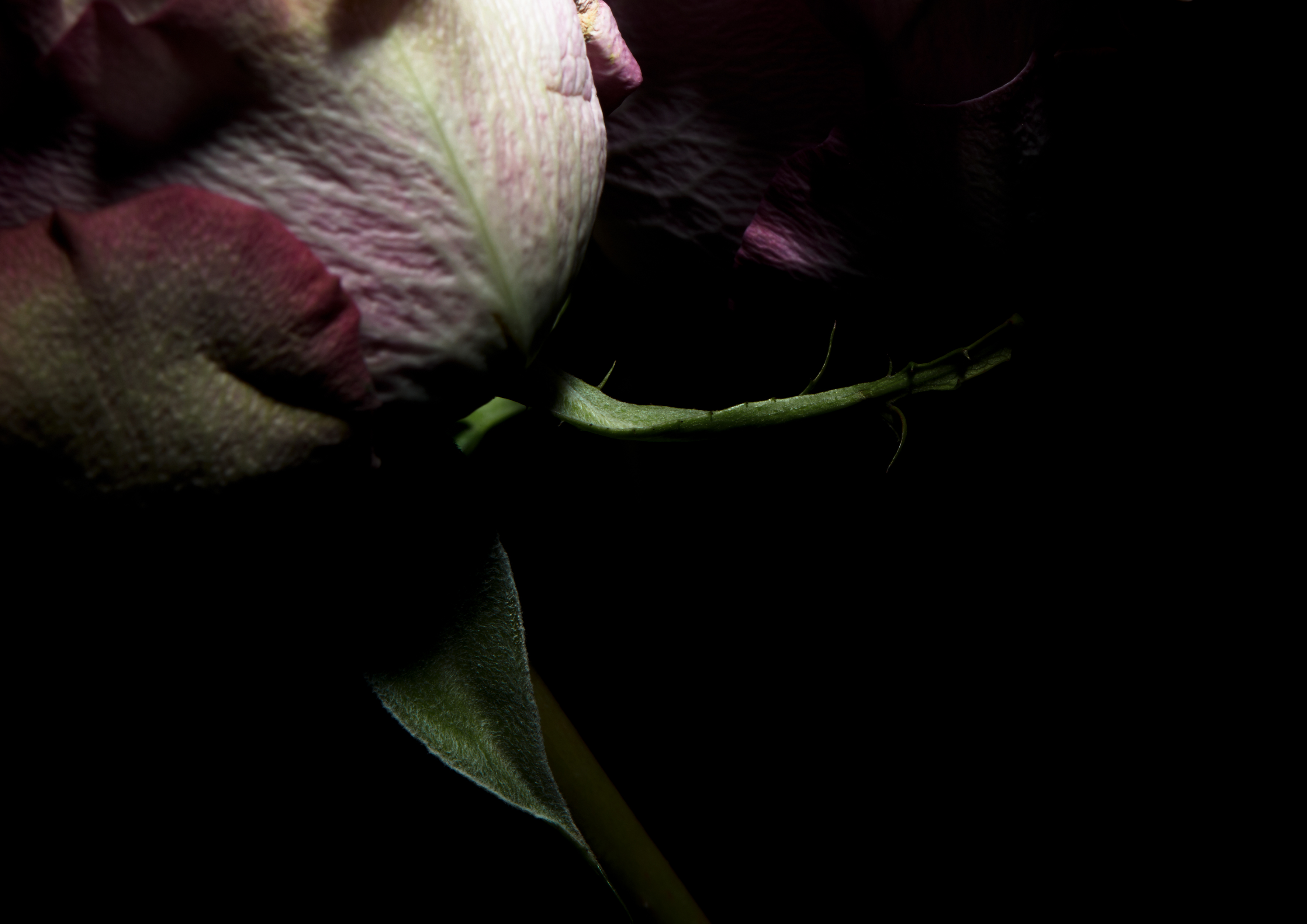 Blume 5